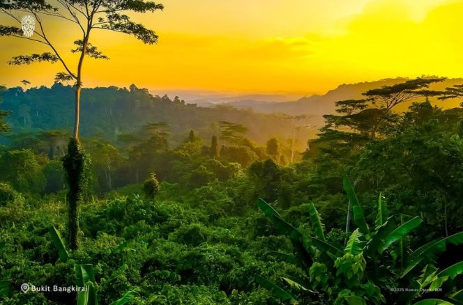 
 IKN Hadapi Ancaman Karhutla, Otorita Gandeng Dishut Kaltim